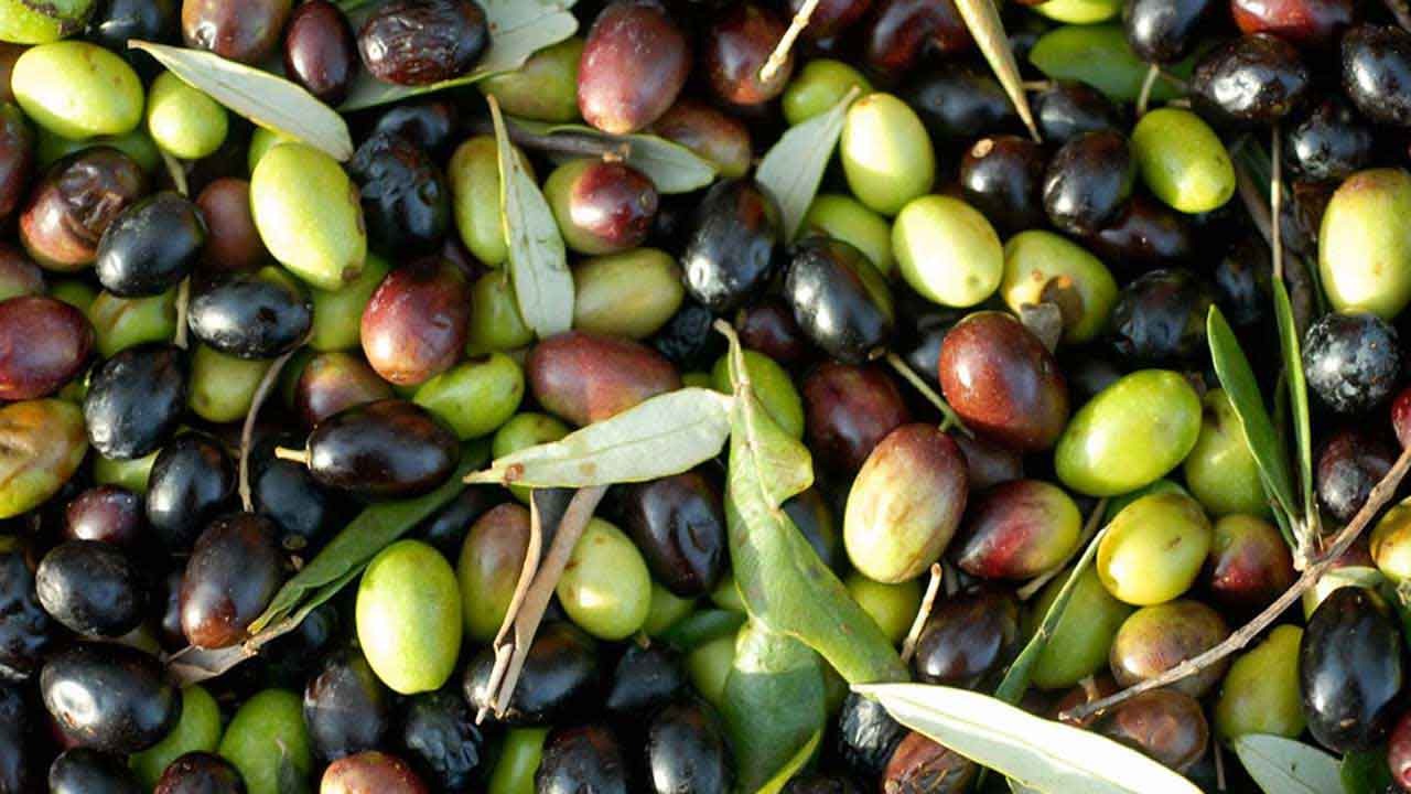 Aceite de Oliva ecológico variedades extremeñas, Morisca