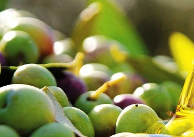 Aceite de Oliva ecológico variedades extremeñas, manzanilla cacereña