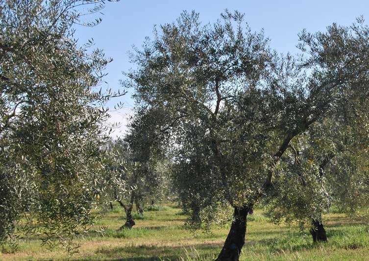 Aceite de Oliva ecológico variedades extremeñas, carrasqueña