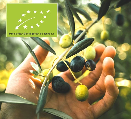Aceite de oliva ecológico de Extremadura